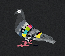 Pigeon Mire TV
