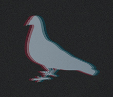 Pigeon troidé